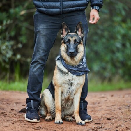 German,Shepherd,,Dog,And,Service,Animal,In,Nature,For,Training,