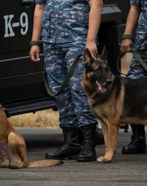 Smart,Police,Dog,Demonstrations,To,Attack,The,Enemy.k9,Military,Dog